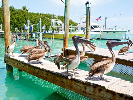 florida keys cocaine