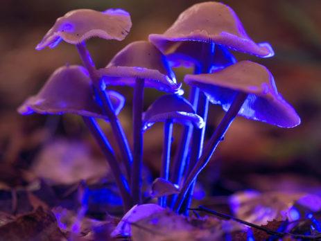 mushrooms with blue light