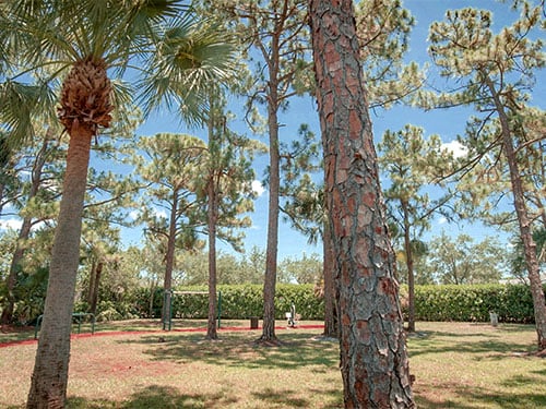 Wooded outdoor recreation area surrounded by palm and pine trees